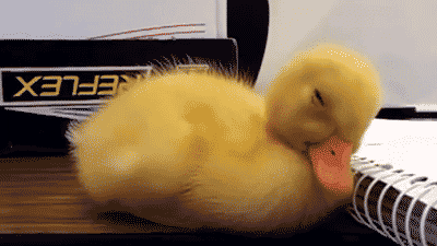 exhausted-duckling